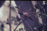 [1970/1990] Red-eared wax bill perched on a branch at Miami Metrozoo