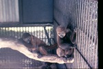 Two woolly monkeys resting on a branch at Miami Metrozoo