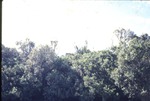 [1970/1990] View of Miami Metrozoo tree tops