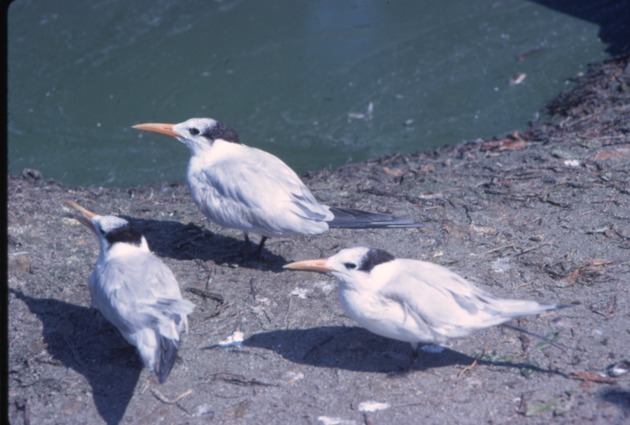 Three Royal terns beside a pond in their habitat at Miami Metrozoo