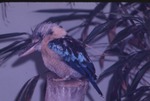[1970/1990] Blue-winged kookaburra perched on a post at Miami Metrozoo