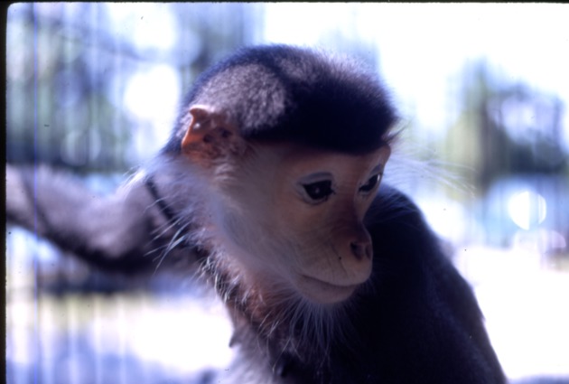 Red-shanked douc infant holding onto its cage and looking down at Miami Metrozoo
