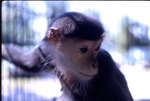 [1970/1990] Red-shanked douc infant holding onto its cage and looking down at Miami Metrozoo