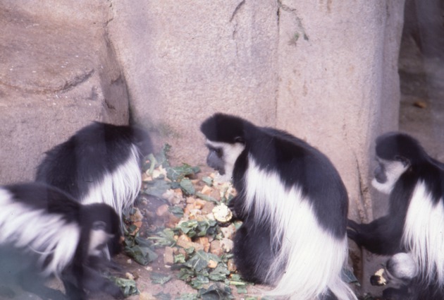 Colobus monkey tribe sitting and eating together at Miami Metrozoo