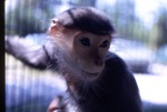 Red-shanked douc infant looking downward sitting in its cage at Miami Metrozoo