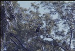 [1970/1990] Diana monkey perched high in the treetops of its habitat at Miami Metrozoo