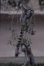 [1970/1990] Two ring-tailed lemurs pulling down a tree branch in their habitat at Miami Metrozoo