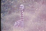 [1970/1990] Ring-tailed lemur walking through the grass in its habitat at Miami Metrozoo