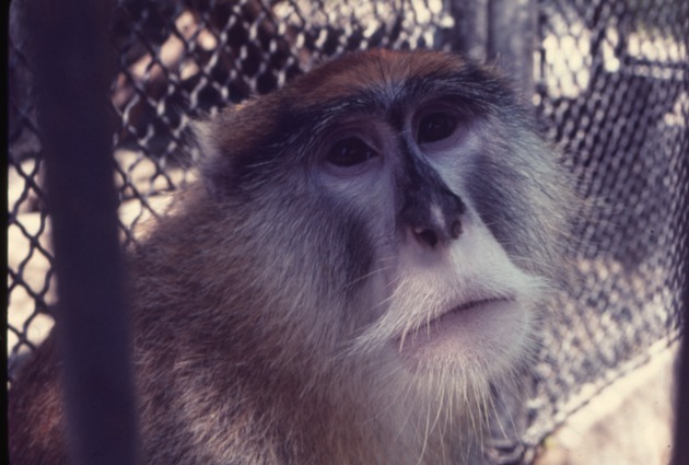 Close-up of a patas monkey at Miami Metrozoo