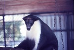 Diana monkey sitting on a branch of its climbing structure at Miami Metrozoo