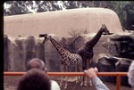 [1970/1990] South African giraffe and an aging reticulated giraffe being viewed by visitors at Miami Metrozoo