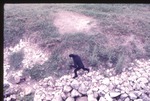 Black gibbon running down the roc wall in its habitat at Miami Metrozoo