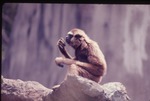 White-handed gibbon seated on a rock outcropping at Miami Metrozoo