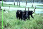 [1970/1990] Three chimpanzees in the grass of their habitat at Miami Metrozoo