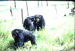 Three chimpanzees walking through the grass in their habitat at Miami Metrozoo