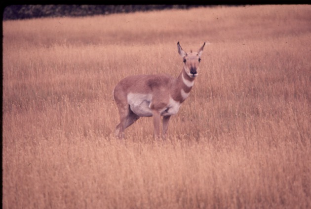 Pronghorn standing in a field in its habitat at Miami Metrozoo