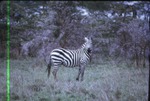 Burchell's Zebra standing in a field in its habitat at Miami Metrozoo