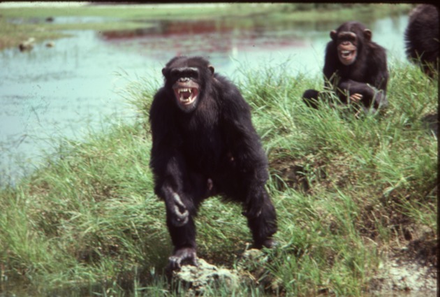 Chimpanzee walking through a field with two others seated behind it at Miami Metrozoo