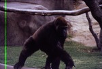 Western lowland gorilla walking across branches in its habitat at Miami Metrozoo