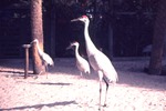 Three Sandhill cranes walking through sand in their habitat at Miami Metrozoo