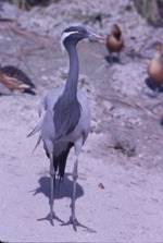 Demoiselle crane with three black billed whistling ducks in the background at Miami Metrozoo