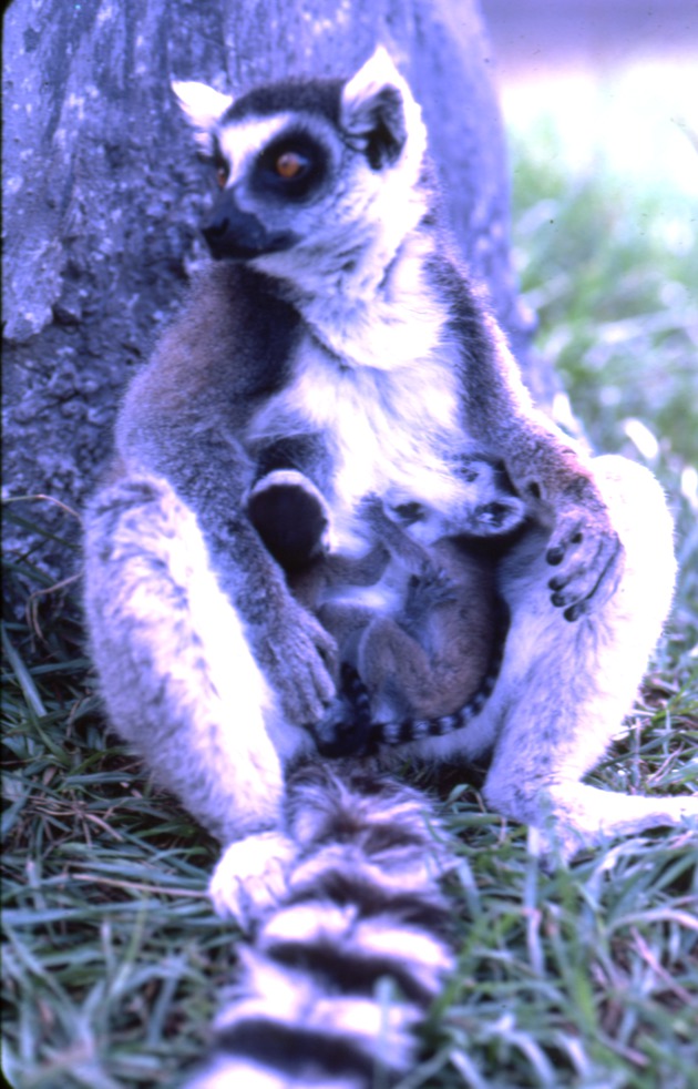 Ring-tailed lemur nursing its two infants at Miami Metrozoo