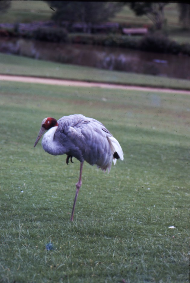 Sarus crane standing on one leg at Miami Metrozoo