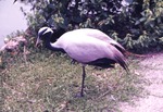 Demoiselle crane standing on one leg at Miami Metrozoo
