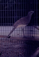 Black-legged seriema in its enclosure at Miami Metrozoo