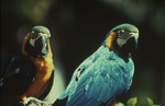 [1970/1990] Two Blue-and-yellow macaws perched on a branch at Miami Metrozoo