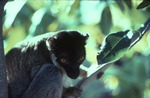 Brown lemur climbing on a tree in its habitat at Miami Metrozoo