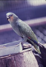 [1970/1990] Blue-fronted amazon perched on the edge of its food dish at Miami Metrozoo