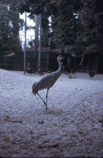 [1970/1990] Florida Sandhill crane walking through its habitat at Miami Metrozoo