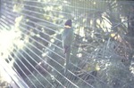 Australian ringneck parrot resting on habitat's fence at Miami Metrozoo