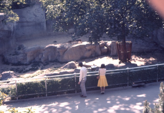 Visitors viewing two sleeping lions on past the lion moat at Miami Metrozoo