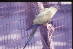 Nanday parakeet on a branch at Miami Metrozoo