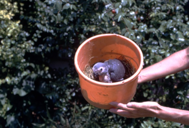 Baby African grey parrot in a hay filled tub held by a zookeeper at Miami Metrozoo