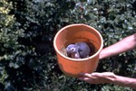 [1970/1990] Baby African grey parrot in a hay filled tub held by a zookeeper at Miami Metrozoo