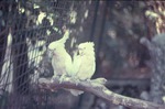 [1970/1990] Two Leadbeater's cockatoo perched on a branch at Miami Metrozoo