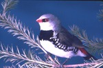 [1970/1990] Diamond firetail finch perched on an evergreen tree branch at Miami Metrozoo