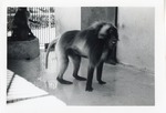 [1950/1970] Gelada baboon standing in water at Crandon Park Zoo