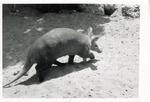 [1950/1970] Aardvark walking through the sand of its enclosure at Crandon Park Zoo