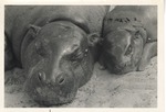 [1950/1970] Mother and baby pygmy hippopotamuses sleeping side by side