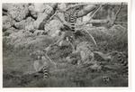[1950/1970] Conspiracy of ring-tailed lemurs playing in their enclosure at Crandon Park Zoo