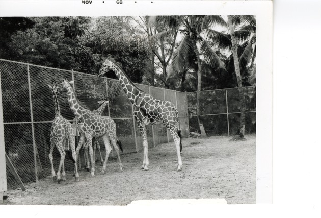 Group of reticulated giraffes beside the fence at Crandon Park Zoo