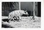 [1950/1970] Striped hyena walking in its enclosure at Crandon Park Zoo
