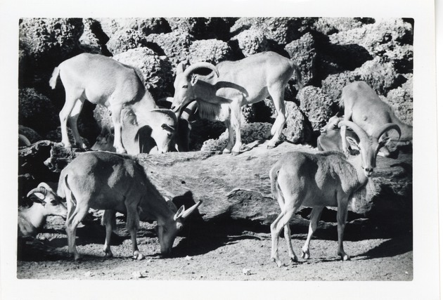 Group of Aoudad gathered together in their enclosure at Crandon Park Zoo
