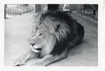 [1950/1970] Male Lion laying in its enclosure at Crandon Park Zoo