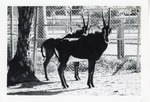 Two Sable antelope standing together in their enclosure at Crandon Park Zoo