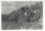 [1950/1970] Two African cheetahs laying in the grass in their enclosure at Crandon Park Zoo